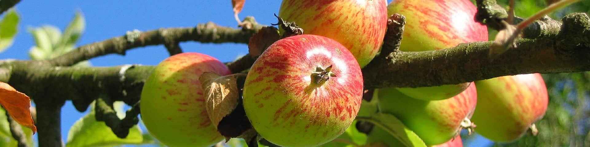 Ast eines Apfelbaum mit reifen Äpfeln von veredelten Apfelbaum-Sorten