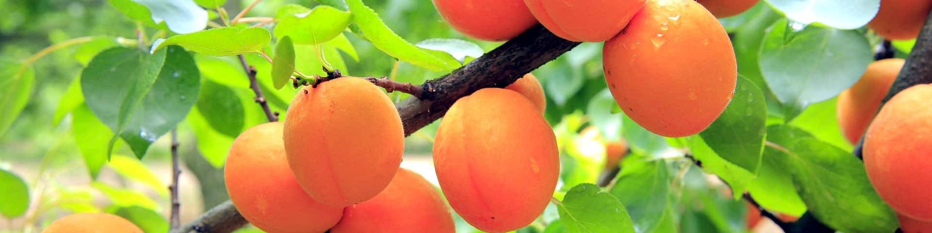 Aprikosen samt Blattwerk am Baum von veredelten Aprikosenbaum-Sorten