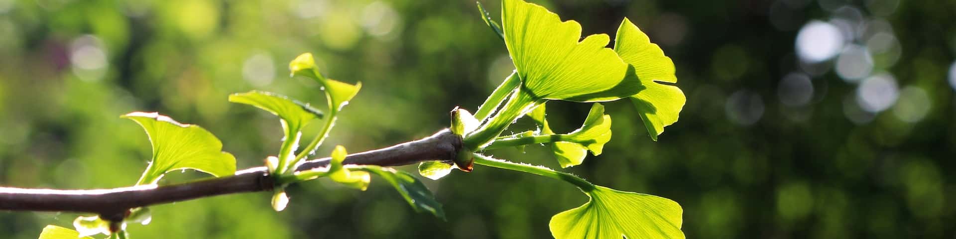Ginkgo-Blätter vor blauem Himmel von veredelten besonderen Nutzpflanzen-Sorten