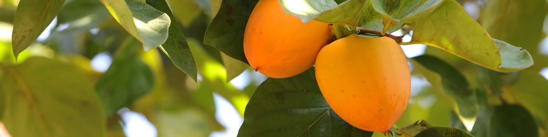 Zwei Kaki-Früchte am Baum von veredelten Kakibaum-Sorten