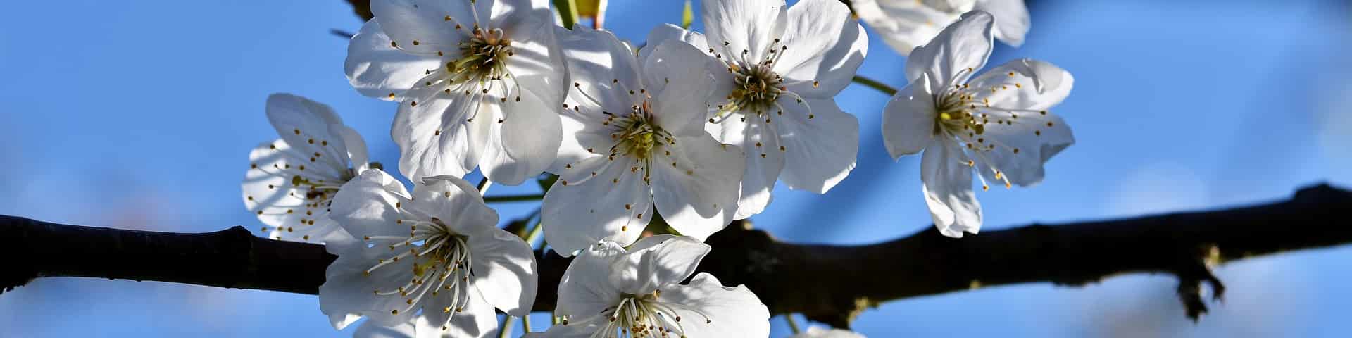 Ast mit Kirschblüten von veredelten Kirschbaum-Sorten