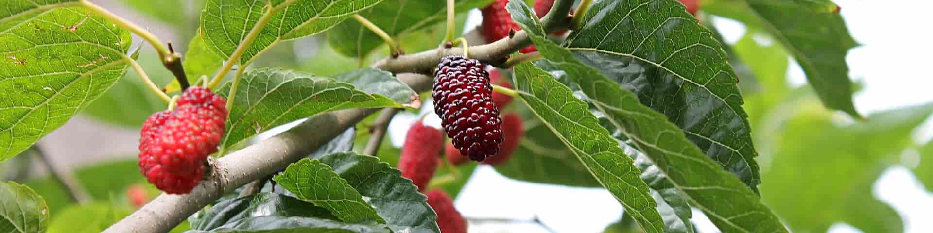 Maulbeer-Früchte am Baum von veredelten Maulbeerbaum-Sorten