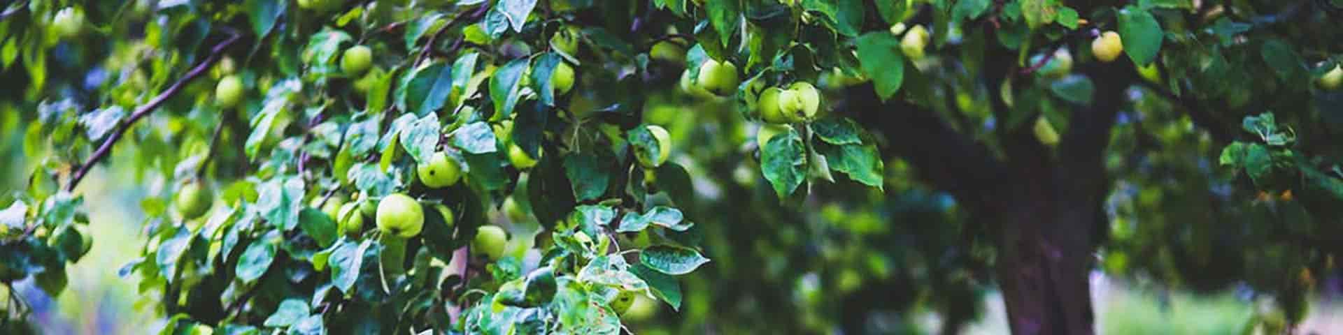 Obstbaum Apfelbaum im Herbst mit vielen reifen Äpfeln behangen