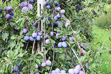 Obstbaum – Pflaumenbaum mit enormem Fruchtbehang, viele Pflaumen