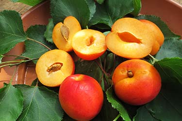 Obstbaum Pfirsichbaum – Halbe Pfirsiche zum Teil mit Fruchtsteinen und Blattwerk