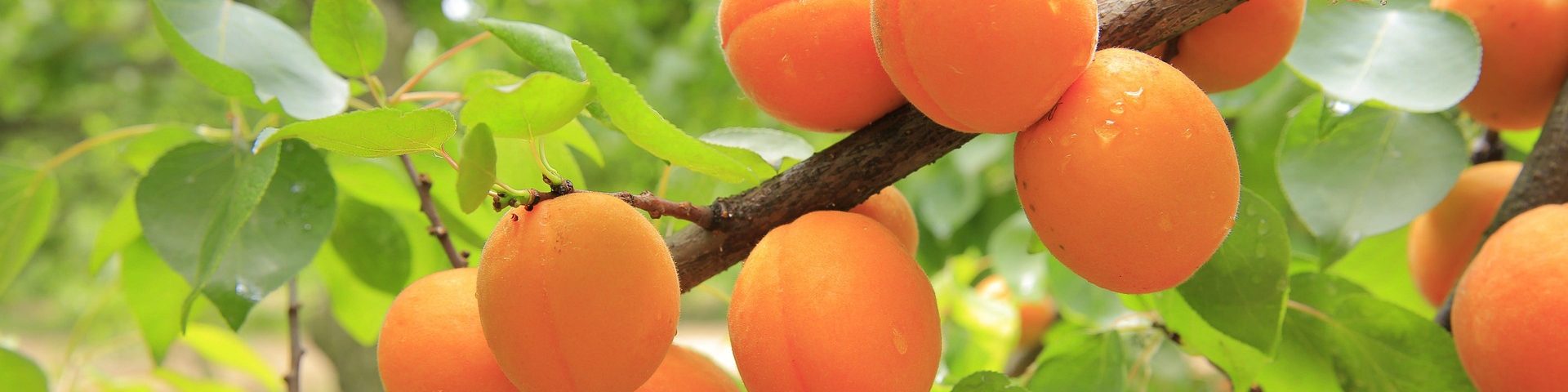 Aprikosenbäume kaufen & einpflanzen Reife Aprikosen am Aprikosenbaum
