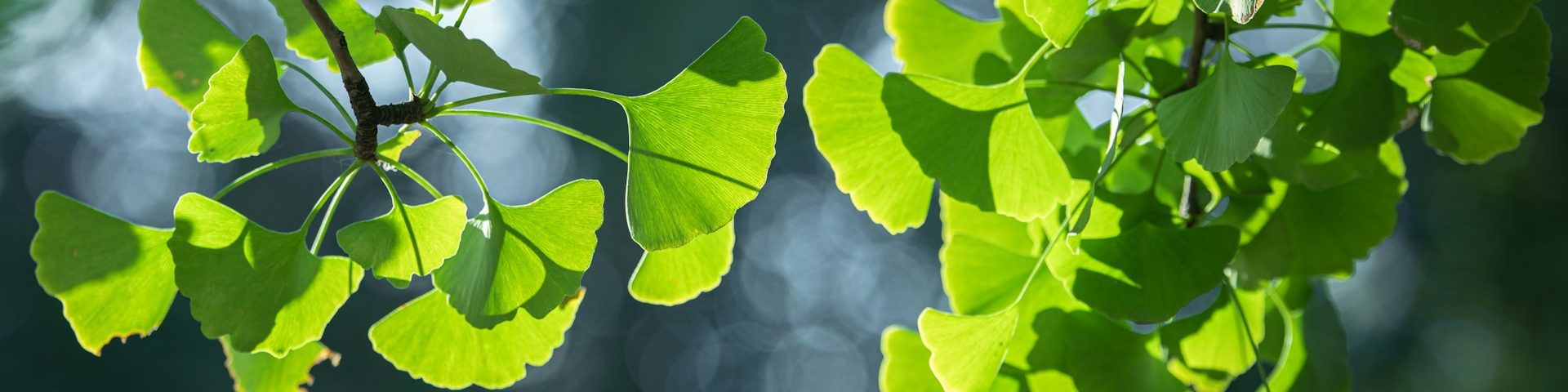 Besondere Nutzpflanzen kaufen & einpflanzen Grüne Ginkgoblätter im Sonnenlicht