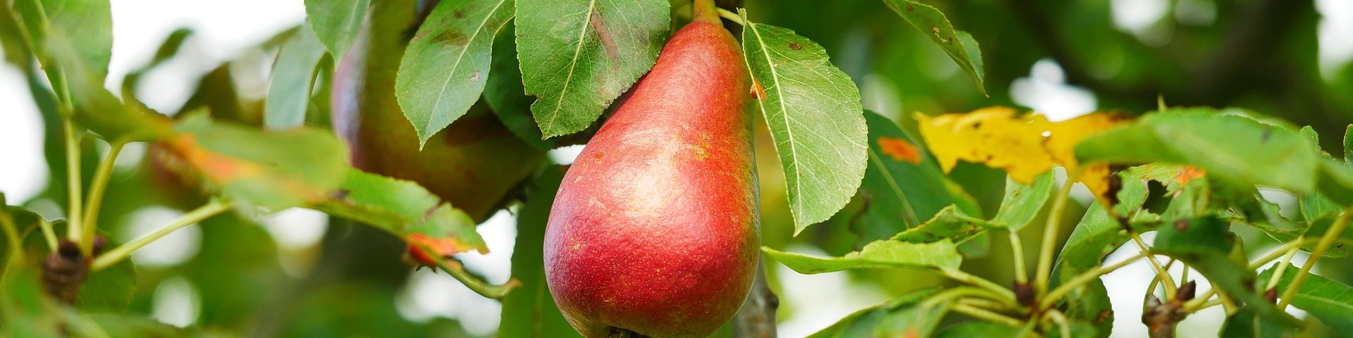 Birnbäume und Nashi kaufen & einpflanzen Reife Birne am Birnbaum