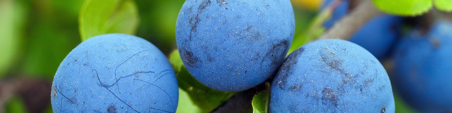 Exquisite Pflanzen kaufen & einpflanzen Blaue Früchte einer exotischen Pflanze