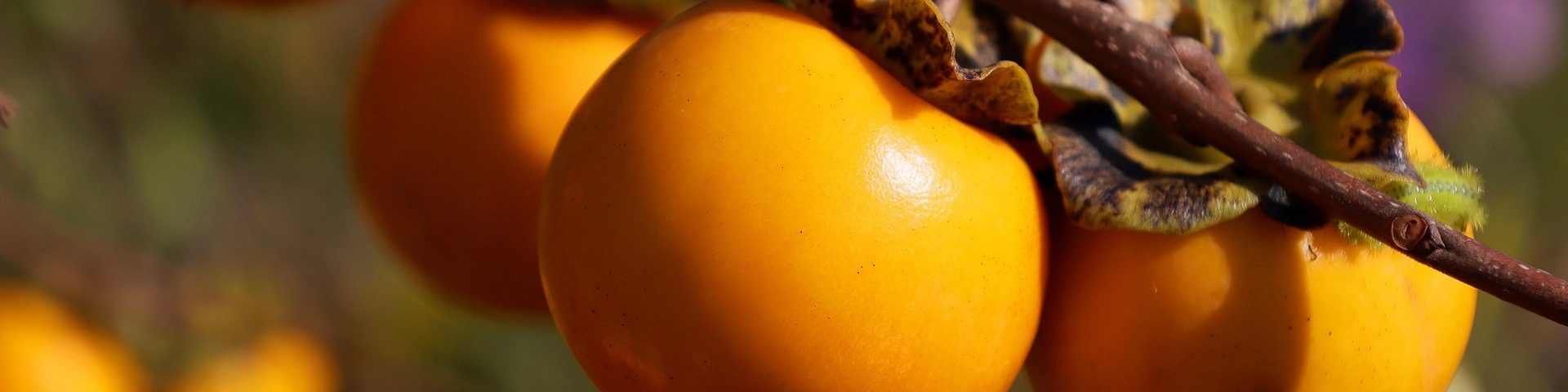 Kakibäume kaufen & einpflanzen Reife Kaki-Früchte am Kakibaum