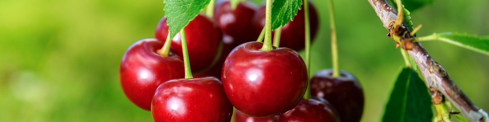 Kirschbäume kaufen & einpflanzen Reife Kirschen am Kirschbaum