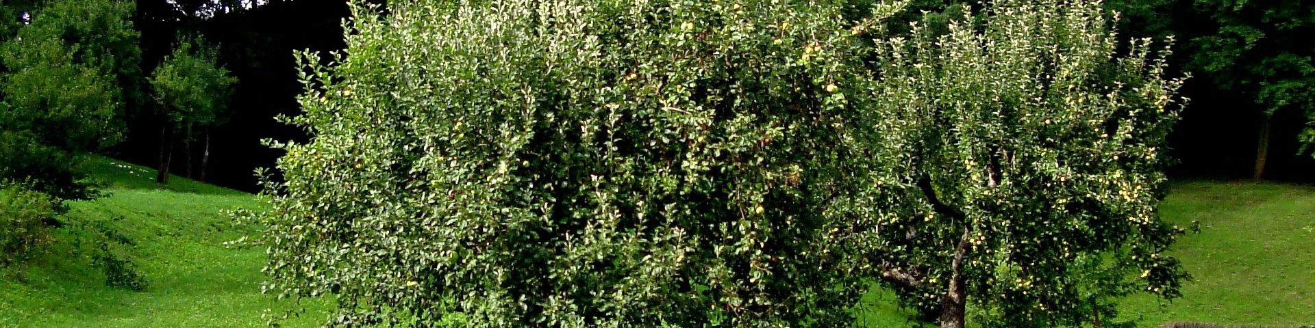 Südflora Obstbaum auf der Streuobstwiese Obstbaum auf einer grünen Wiese im Sommer