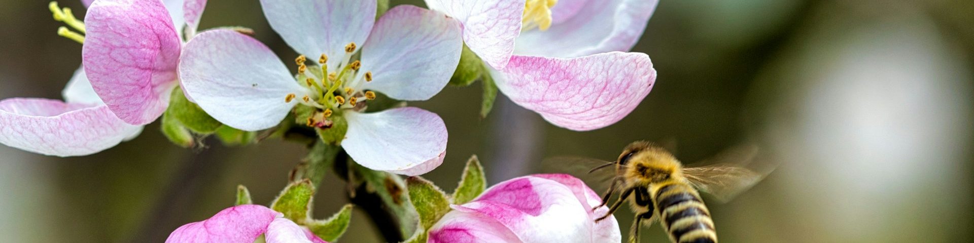 Südflora Obstbaumblüte im Frühling Rosa Apfelblüten mit Biene im Frühling