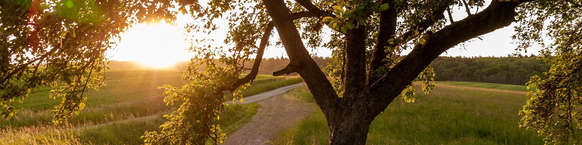 Südflora Obstbäume – Streuobstwiese im Abendlicht Alter Obstbaum im Abendlicht auf einer Streuobstwiese