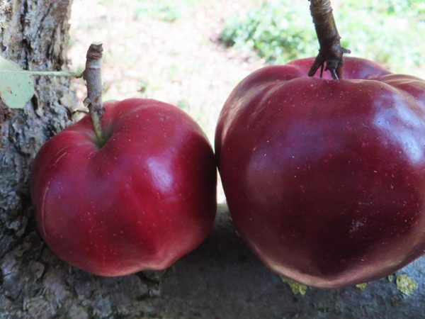 Roter Herbstkalvill | Apfelbaum | Baumschule Südflora - großer und kleiner Apfel nebeneinander