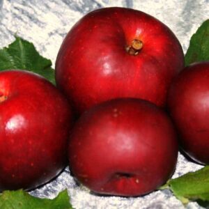 Adamsapfel kaufen | Vier Äpfel des Apfelbaums gruppiert im Bild