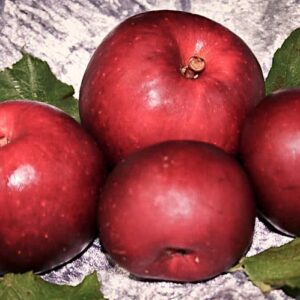 Adamsapfel kaufen | Vier Äpfel des Apfelbaums gruppiert im Bild