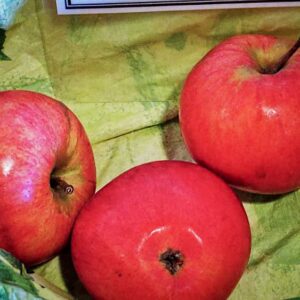 Altländer Jakobsapfel kaufen - drei auffällig rote Äpfel im Bild