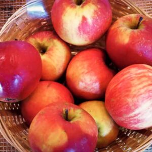Bischofshut kaufen - Apfelbaum | Zahlreiche rot-gelbe Äpfel in einem Bastkörbchen
