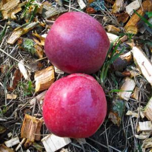Bischofsmütze kaufen | Apfelbaum | Zwei Äpfel liegen im Gras