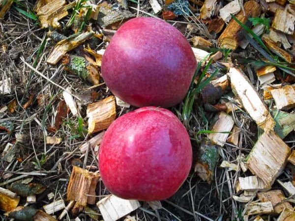 Bischofsmütze kaufen | Apfelbaum | Zwei Äpfel liegen im Gras