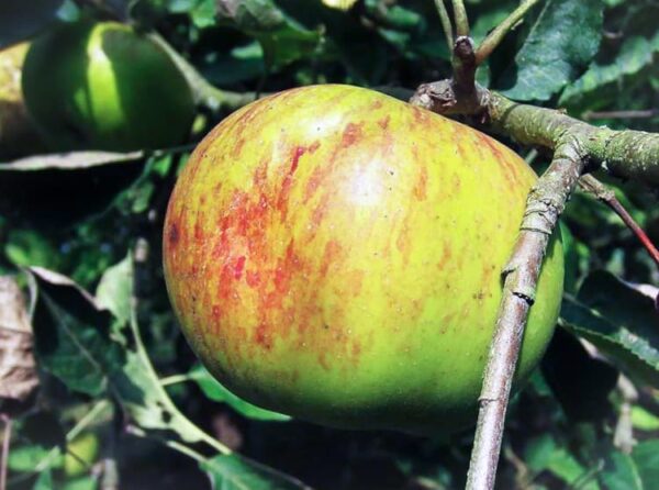 Bismarckapfel kaufen | Apfelbaum - Apfel am Baum