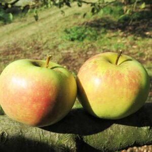 Adersleber Kalvilll - Zwei Äpfel liegen auf einem Apfelbaumast