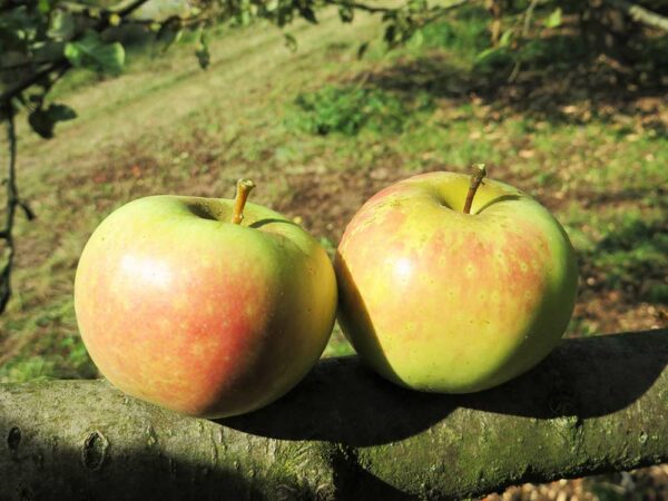 Adersleber Kalvilll - Zwei Äpfel liegen auf einem Apfelbaumast