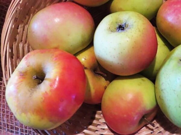 Adersleber Kalvill Äpfel im Bastkorb