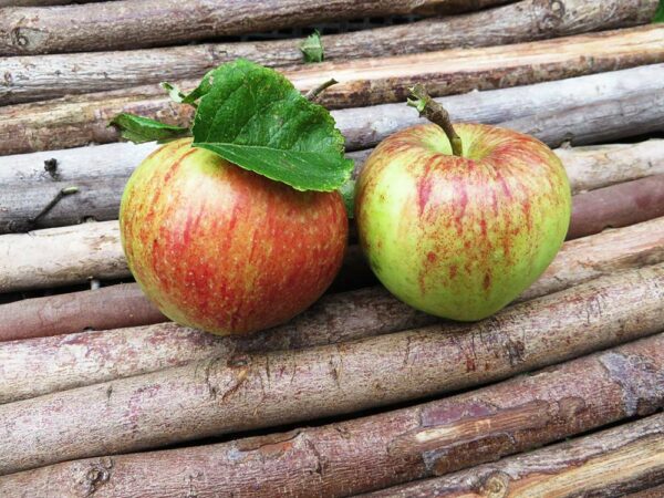 Altländer Pfannkuchen - Zwei Äpfel auf einer Holzunterlage
