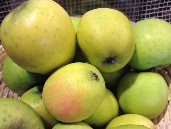 Ananasrenette | Apfelbaum | Baumschule Südflora - Äpfel im Korb