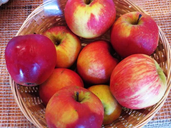 Bischofshut | Apfelbaum - Äpfel im Körbchen