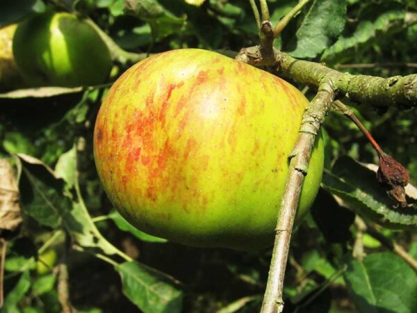 Bismarckapfel | Apfelbaum - Apfel am Baum
