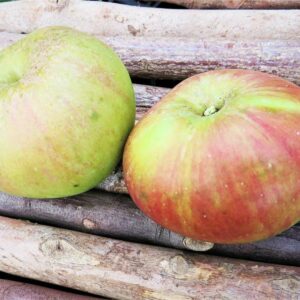Cox orange baum kaufen - Der absolute TOP-Favorit unserer Tester