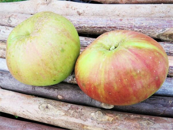 Bramleys Seedling | Apfelbaum - zwei Äpfel auf einer Holzunterlage