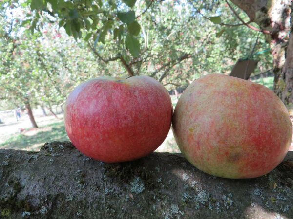 Celler Dickstiel - Zwei Äpfel auf einem Baumast