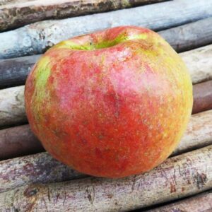 Celler Dickstiel / Krügers Dickstiel | Apfelbaum - Apfel auf einer Holzunterlage