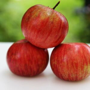Rosa Claussen | Apfelbaum | Baumschule Südflora - drei Äpfel