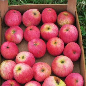 Dithmarscher Paradiesapfel | Apfelbaum