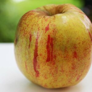 Doppelter Melonenapfel | Apfelbaum