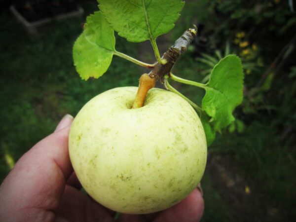 Ice Apple | Apfelbaum | Baumschule Südflora - Apfel in einer Hand