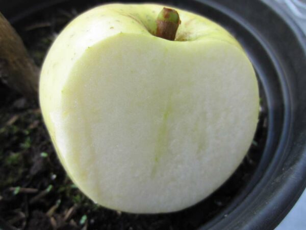 Ice Apple | Apfelbaum | Baumschule Südflora - Einzelfrucht