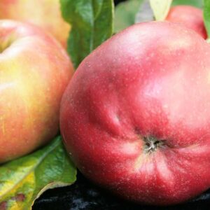 Erdbeerapfel | Apfelbaum