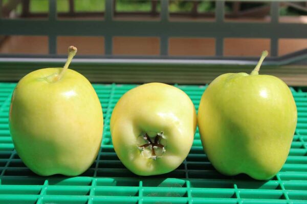 Wunder aus Rae | Apfelbaum | Baumschule Südflora - drei Äpfel in der Sonne