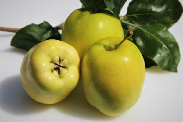 Wunder aus Rae | Apfelbaum | Baumschule Südflora - Drei Äpfel samt Blattwerk