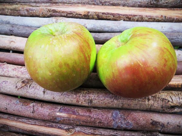 Fettapfel | Apfelbaum - Zwei Äpfel auf Ästen