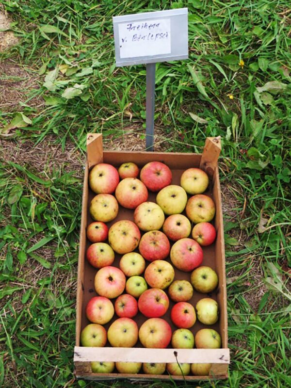Freiherr von Berlepsch Äpfel in einer Kiste