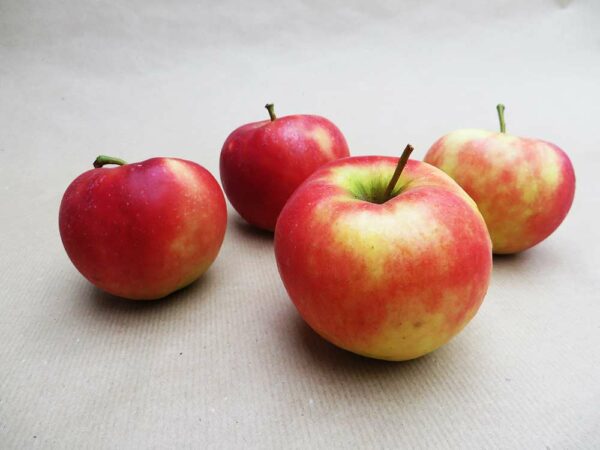Freiherr von Berlepsch kaufen | Apfelbaum - vier Äpfel auf einem Tisch