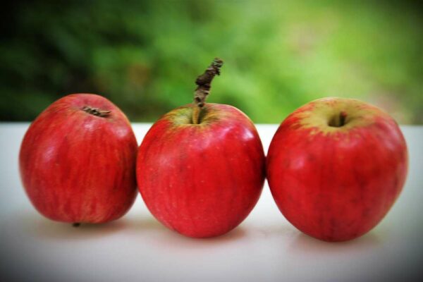 Drei Äpfel nebeneinander - Geheimrat Dr. Oldenburg | Apfelbaum