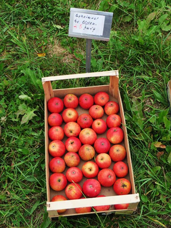 Obstkiste mit Äpfeln im Gras - Geheimrat Dr. Oldenburg | Apfelbaum